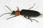 Red necked long horn beetle